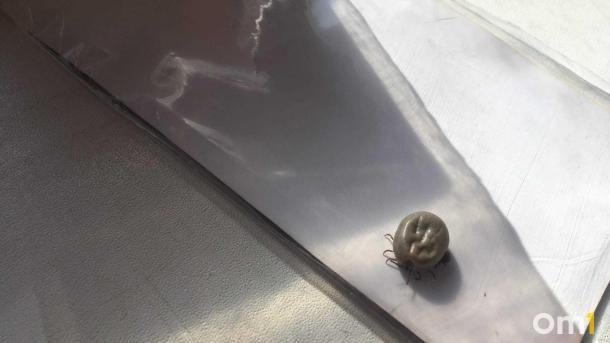 Омичам рассказали, куда бежать, если укусил клещ