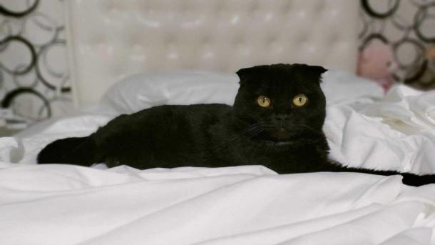 Кемеровчанин продаёт «магического» кота за 777 777 рублей