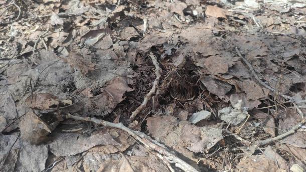 «Я просто иду в одно место»: новосибирский грибник рассказал, как нашёл первые сморчки в апреле