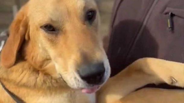 Гончие со всей Сибири: в Омской области проходят уникальные состязания