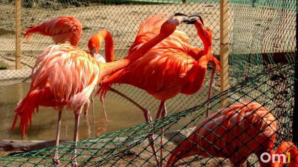 Новосибирский зоопарк перешёл на новый график работы с 28 апреля