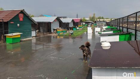 В Омске ищут семью для пса, выброшенного в завязанном мешке