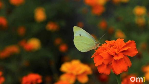 45-градусная жара и снег одновременно: климатолог предрёк России лето, которое сотрёт границы сезонов
