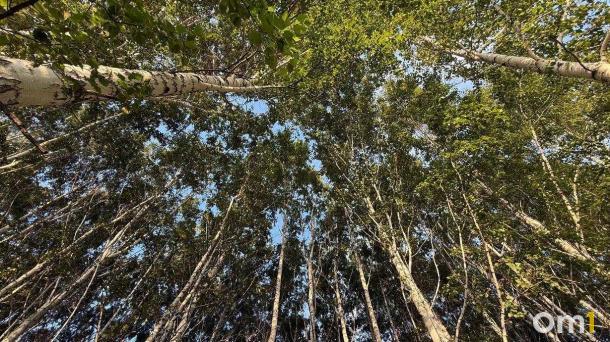 Концентрация опасного аллергена в Омской области достигла красного уровня