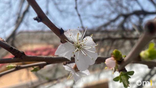 В Омске начал цвести абрикос у «Маяковского», который сравнивают с сакурой