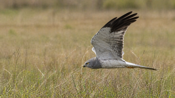 В Омской области фотограф снял редкую хищную птицу