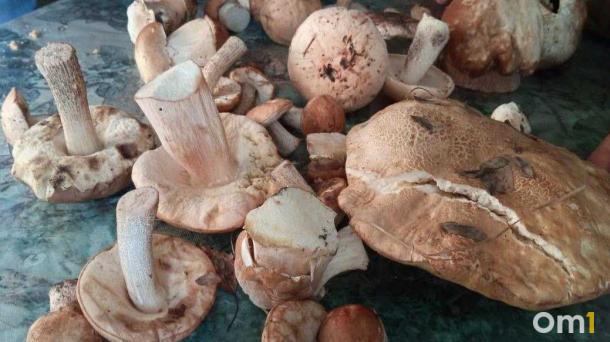 Омичи нашли в лесах первые весенние грибы