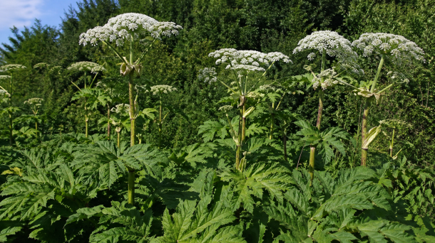 В Омской области опубликовали список опасных растений