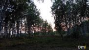 В Новосибирской области клещи покусали почти 200 человек за сезон