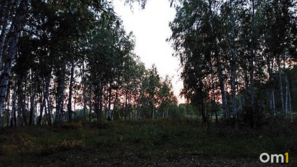 В Новосибирской области клещи покусали почти 200 человек за сезон