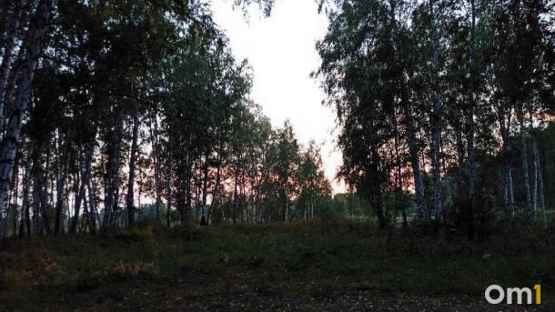 В Новосибирской области клещи покусали почти 200 человек за сезон