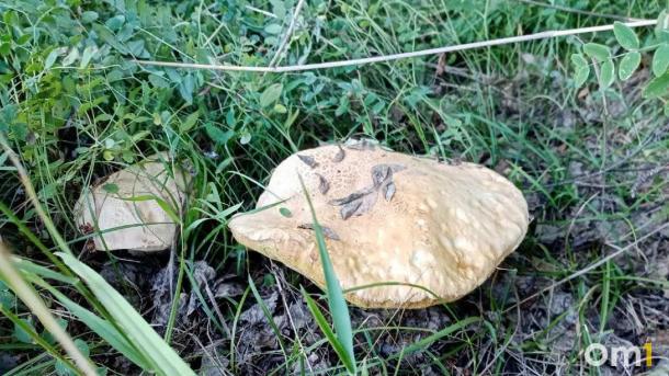 Омичам рассказали, где лучше всего искать грибы