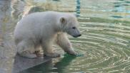 Новосибирский зоопарк объявил имя белого медвежонка: за имя проголосовали 14 тысяч человек