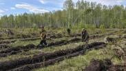 В Омской области в память о героях войны высадят 4000 сосен