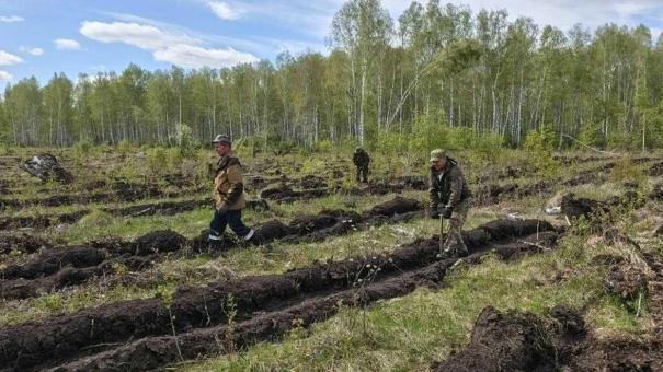 В Омской области в память о героях войны высадят 4000 сосен