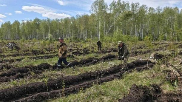 В Омской области в память о героях войны высадят 4000 сосен