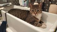 В одном из округов Омска отключат холодную воду на восемь часов