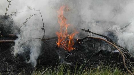 Возник из-за грозы: в Омской области тушат крупный лесной пожар с помощью авиации