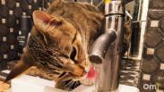 В Омске стало меньше домов с качественной водой: Роспотребнадзор объяснил, почему так