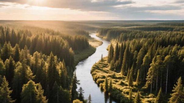 Эксперт: от семьи Усольцевых в тайге остались только кости