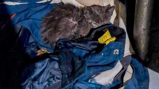 В Омске пожарные спасли из горящего цеха котёнка и назвали его Дымком