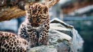 В Новосибирском зоопарке подросли три «комочка дикой природы» — котята дальневосточного леопарда
