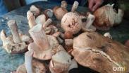 Смерть на пороге: омским грибникам напомнили, что мухомор не всегда выглядит как мухомор