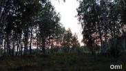 В Омской области заметили опасного хищника