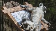 Лемуры свободно гуляют по зоопарку: почему новосибирцам не стоит пугаться