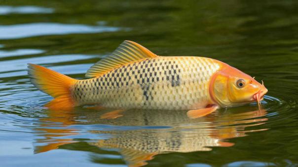 Рыбы стало больше: в Новосибирской области вырос вылов сазана, карася и окуня