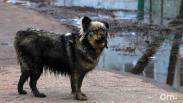 Омичка отсудила 50 тысяч рублей за нападение бродячей собаки на её сына