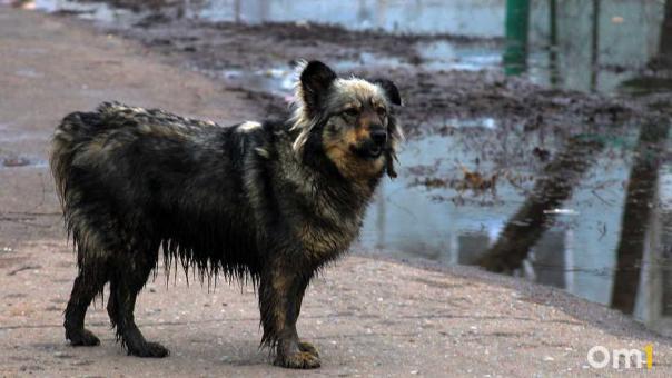 Омичка отсудила 50 тысяч рублей за нападение бродячей собаки на её сына