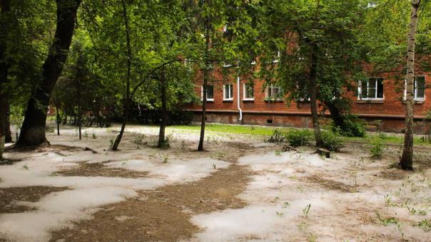 Геноцид тополей в Новосибирске — власти рассказали о судьбе деревьев в городе