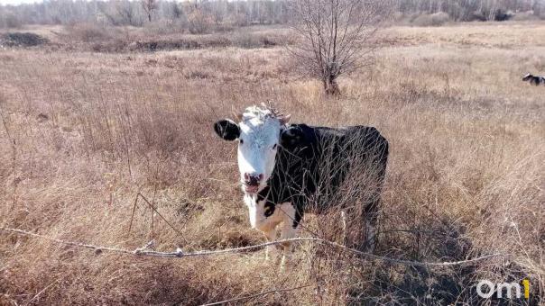 Корова бьёт по кошельку: говядина стала самым быстро дорожающим мясом