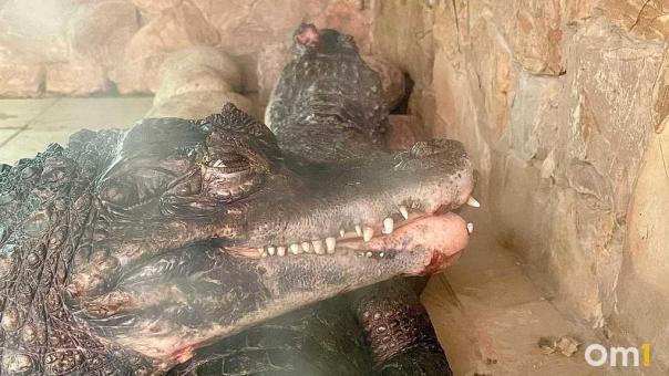 Омичка пожаловалась на «замученного» аллигатора в местном ресторане