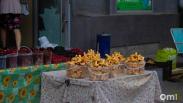 Грибы пошли вёдрами: омичи показали урожай после дождей