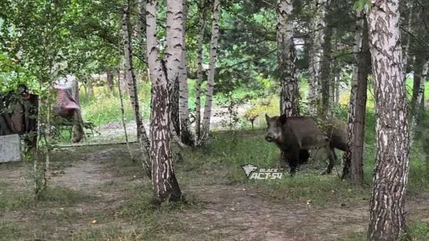 Выгоняет людей с участков: дикий кабан держит в страхе новосибирских дачников