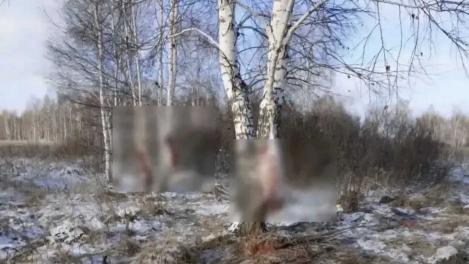 В Омской области осудили охотника за отстрел трёх кабанов