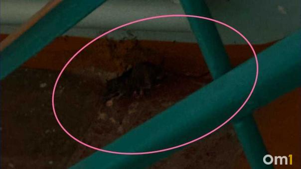 «Заходим в подъезд — разбегаются»: омичи пожаловались на полчища крыс в доме на 3-й Молодёжной