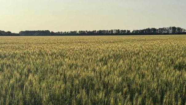 Новосибирские аграрии начали уборку урожая — работы идут по плану