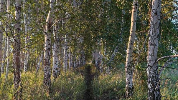 В Кузбассе 84-летняя грибница пережила ночь в тайге рядом со следами медведя