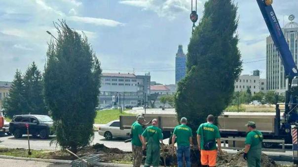 Сибирские ели вместо аварийных тополей: в Новосибирске появится Аллея памяти