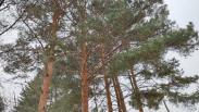Ни пройти ни проехать: часть парка «Заельцовский» закроют со 2 августа в Новосибирске