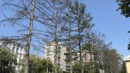 Вместо погибших лиственниц в центре Новосибирска высадят новые деревья и кустарники