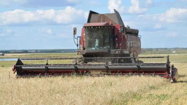 К уборке урожая приступили аграрии 25 районов Омской области
