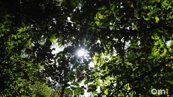 В Новосибирске 8 августа ожидается до +23°C, преимущественно без осадков