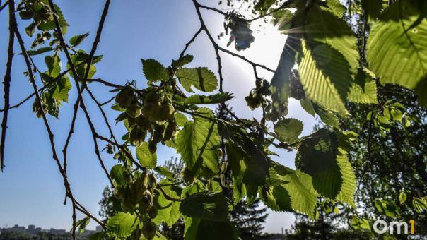 В Новосибирске 13 августа ожидается до +26°C, преимущественно без осадков