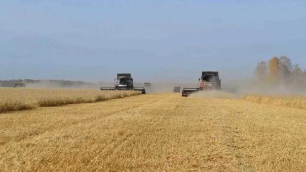 В Омской области собрали более 112 000 тонн зерна нового урожая