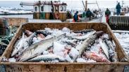 Килограмм рыбы подорожал почти в два раза за пять лет в Новосибирской области