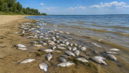 Новосибирцы заметили массовый выброс лещей на Обском водохранилище: одни спасали рыбу, другие закапывали её в песок